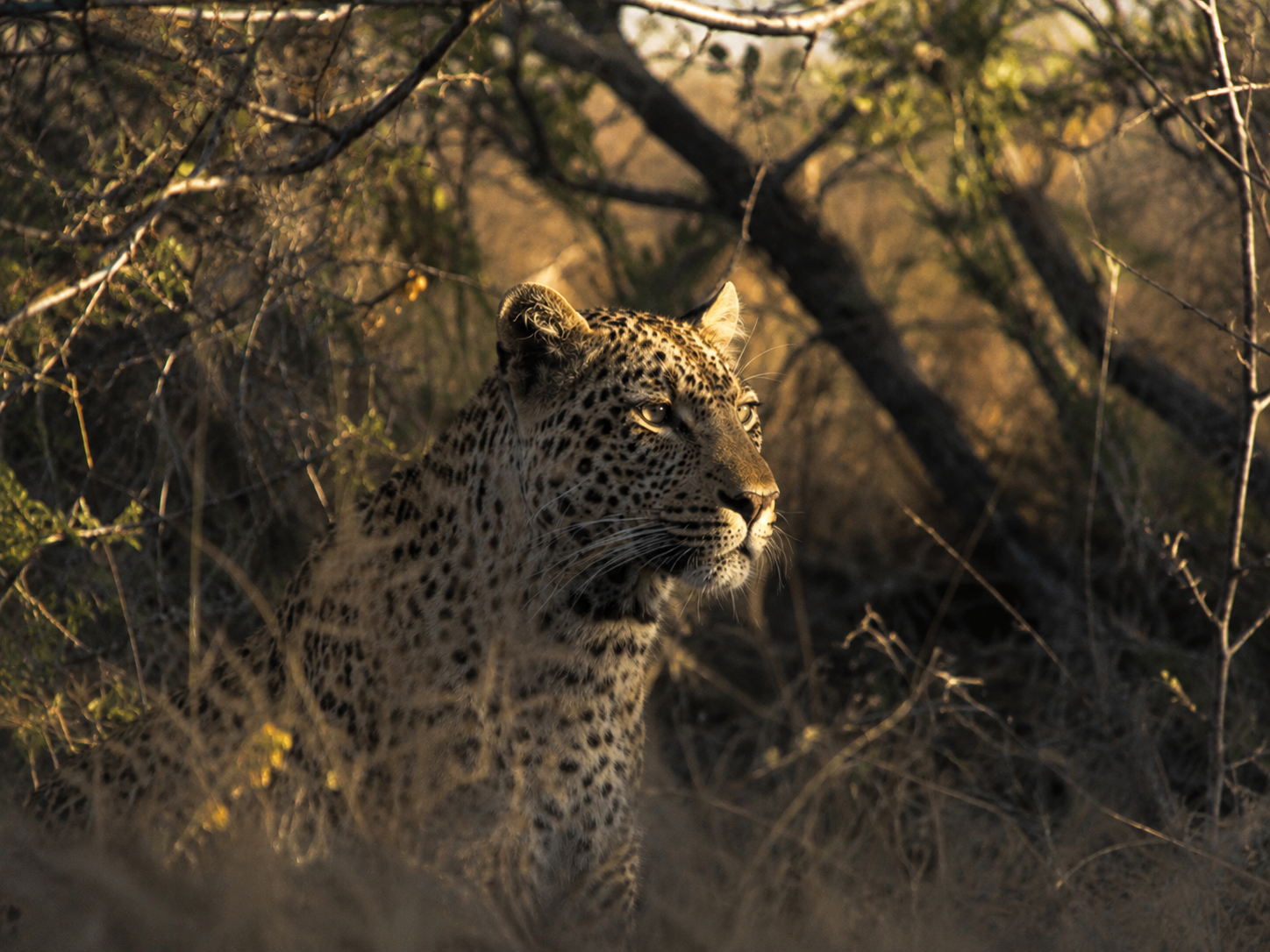 Wildlife conservation field activity in South Africa