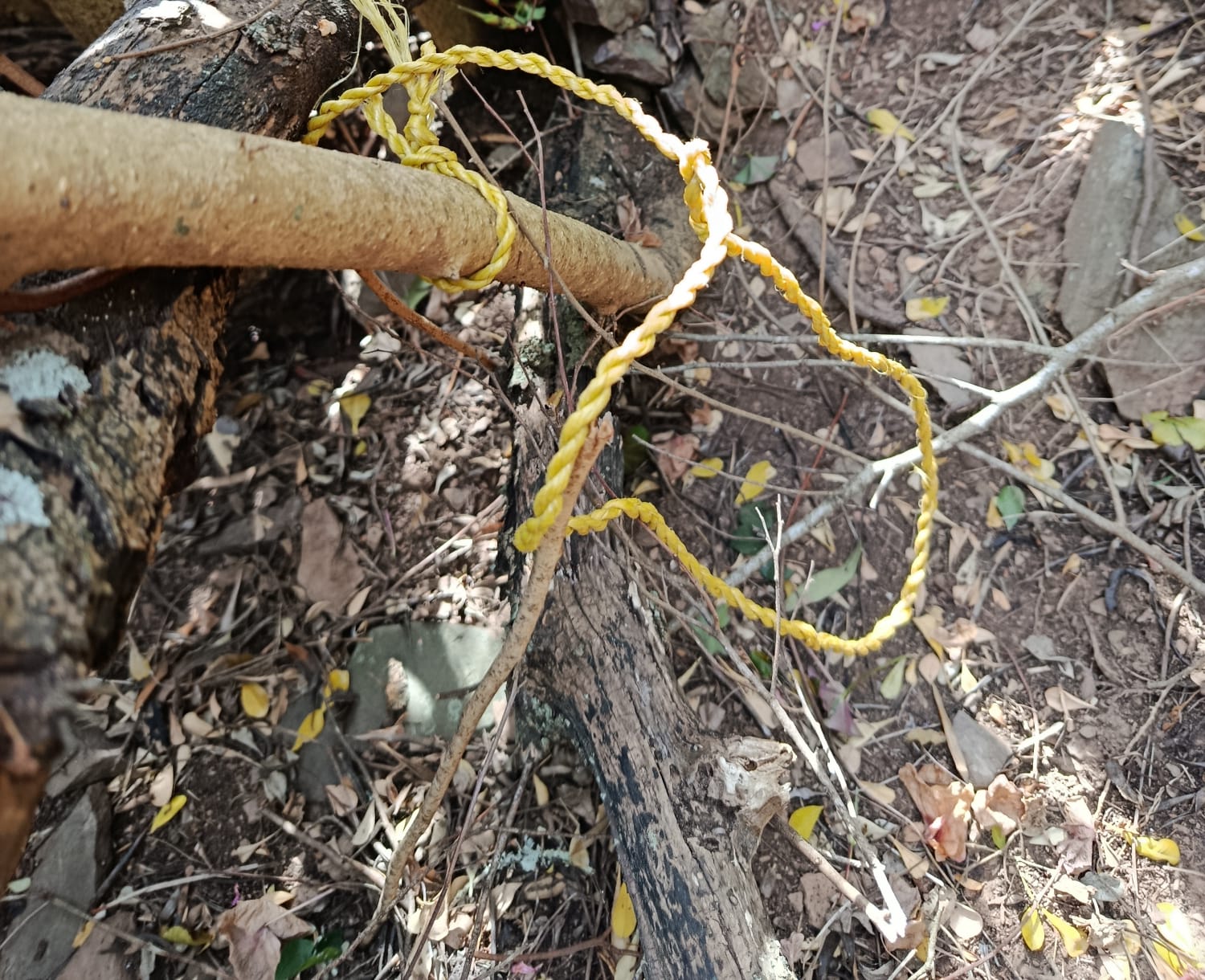Improvised snare located in vegetation during wildlife protection field work in South Africa.