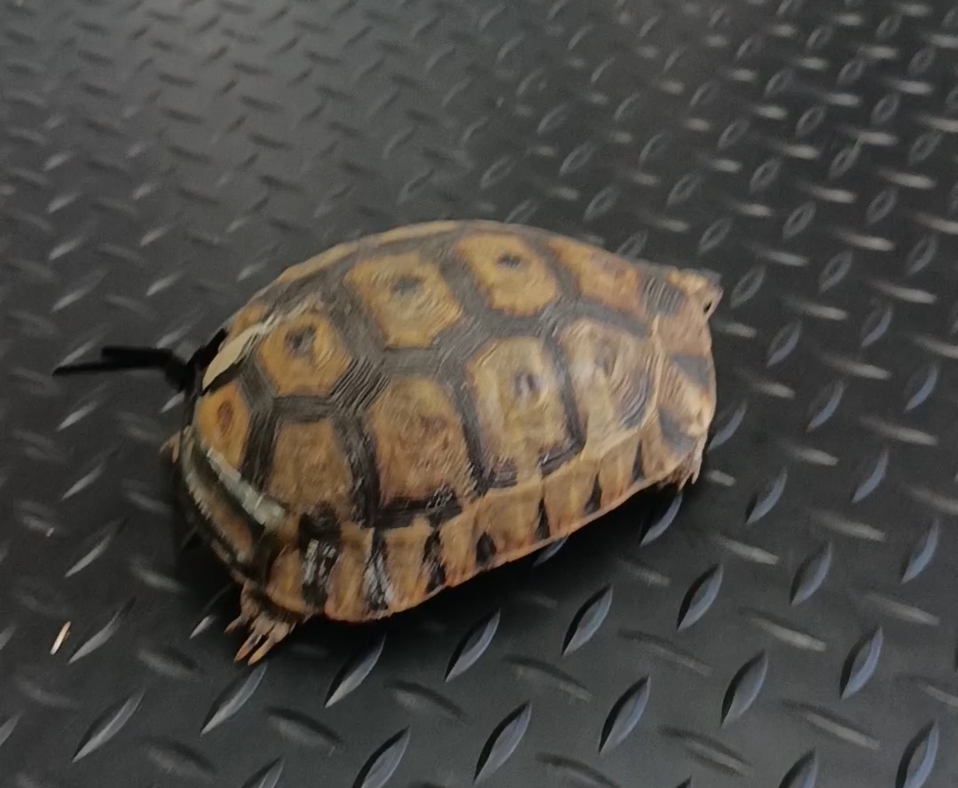 Tortoise receiving protective shell support during wildlife rescue and rehabilitation.