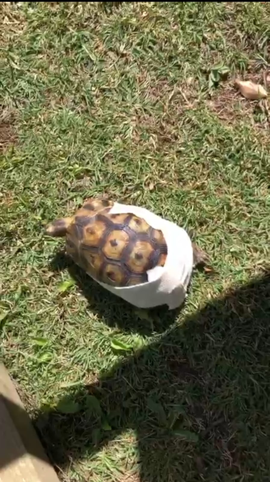 Injured tortoise shell documented for wildlife rescue, treatment and rehabilitation support.