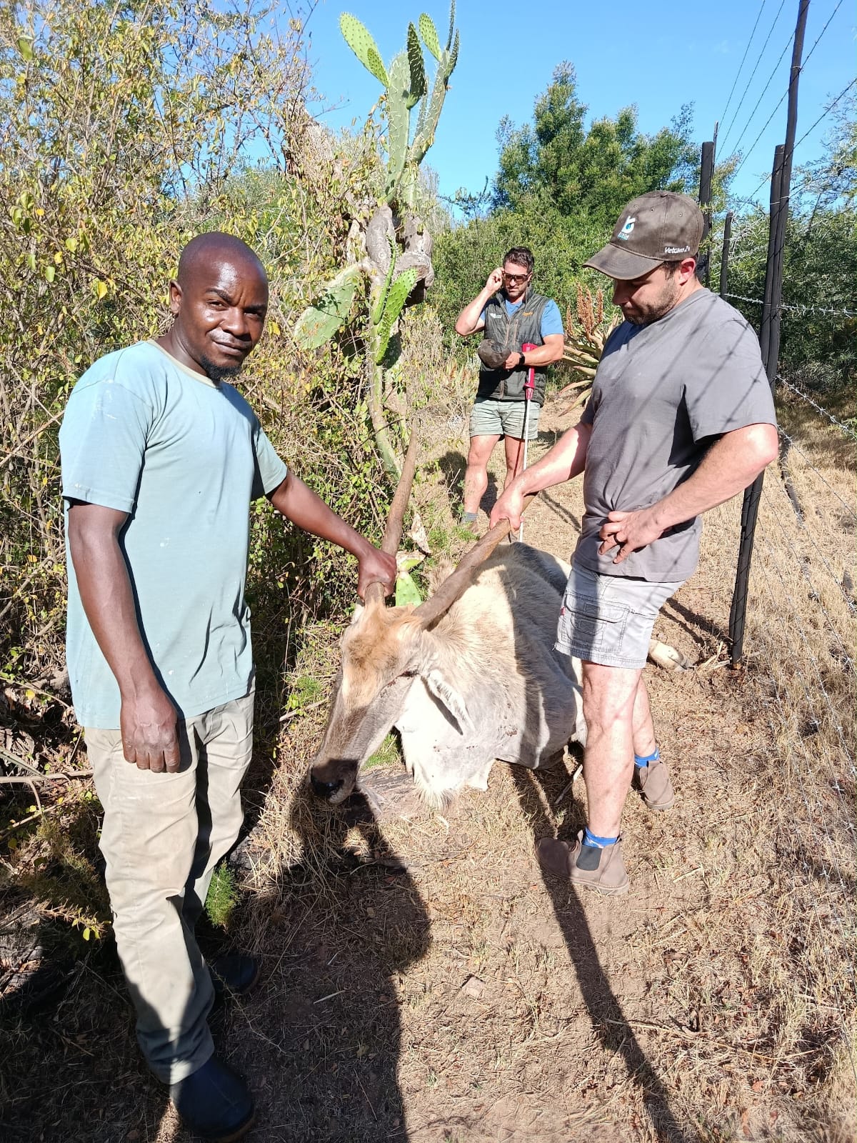 Field team supporting a wildlife veterinarian during an animal rescue and veterinary intervention in South Africa.