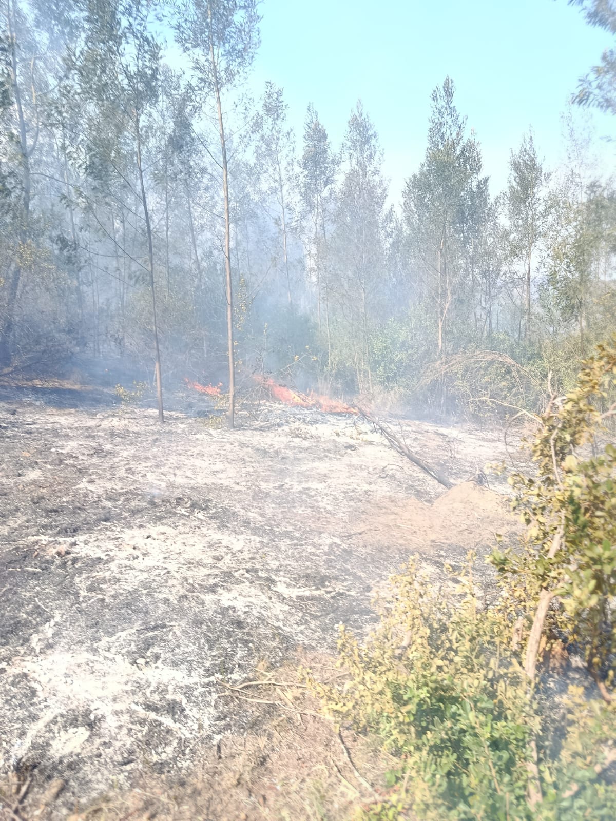 Burned and smoking vegetation being monitored during wildlife recovery after a wildfire.